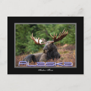 Tarjeta de correo Alaska Moose