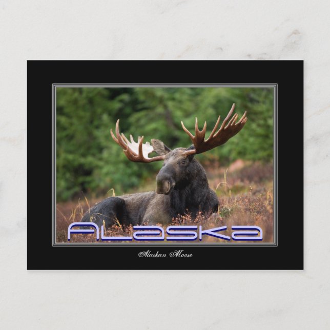 Tarjeta de correo Alaska Moose (Anverso)