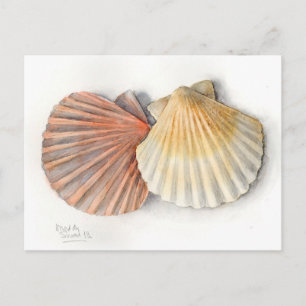 Tarjeta de correo Bella Artes - conchas marinas, a