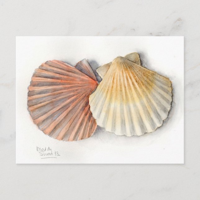 Tarjeta de correo Bella Artes - conchas marinas, a (Anverso)