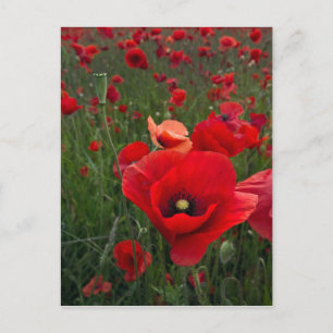 Tarjeta de correo de campo de disquete