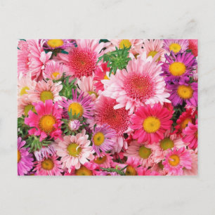 Tarjeta de correo de Daisies Rosados