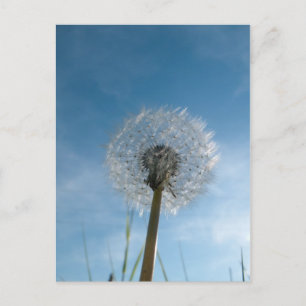 Tarjeta de correo de Dandelion Seed Head