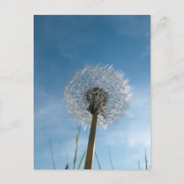 Tarjeta de correo de Dandelion Seed Head (Anverso)