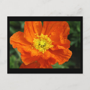 Tarjeta de correo de flor de amapola naranja