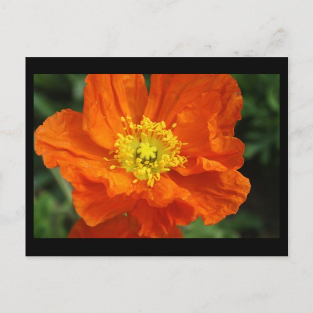 Tarjeta de correo de flor de amapola naranja (Anverso)