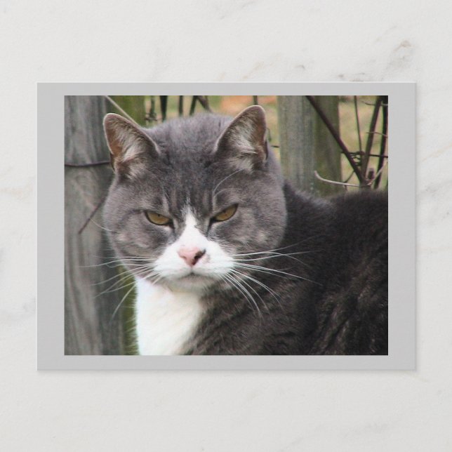 Tarjeta de correo de gato (Anverso)