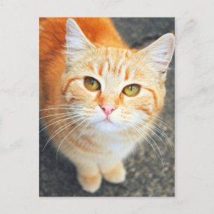 Tarjeta de correo de gato naranja