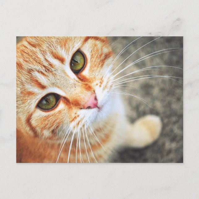 Tarjeta de correo de gato naranja (Anverso)