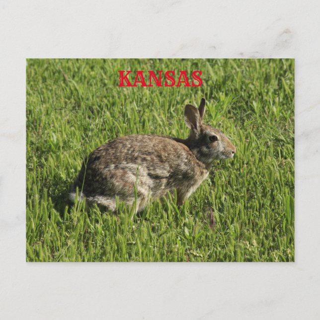 Tarjeta de correo de Kansas Bunny Rabbit. (Anverso)