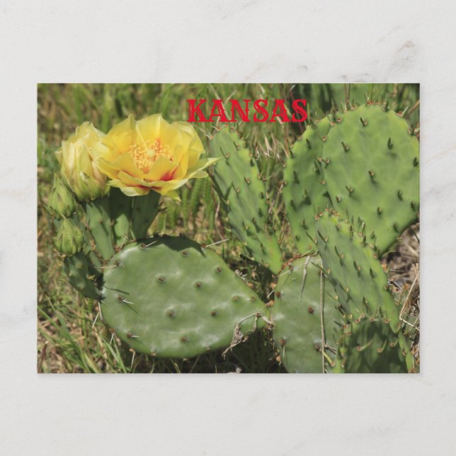 Tarjeta de correo de Kansas Cactus (Anverso)