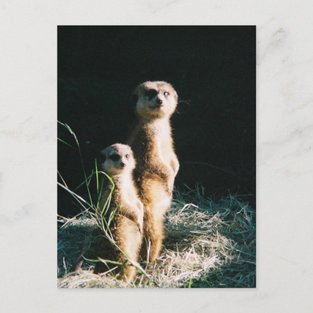 Tarjeta de correo de los amigos de Meerkat (Anverso)
