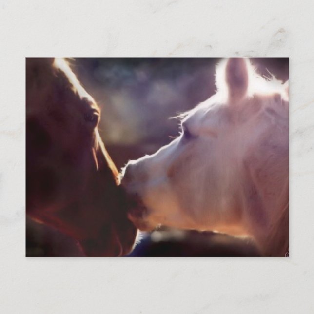 Tarjeta de correo de los mejores amigos equinos (Anverso)