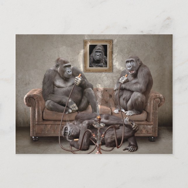 Tarjeta de correo de los simios de fumar de Hookah (Anverso)