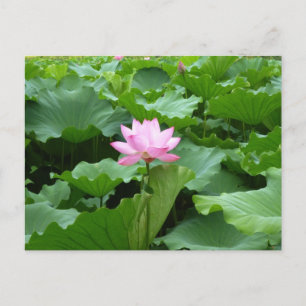 Tarjeta de correo de Lotus