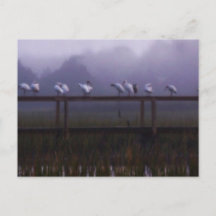 Tarjeta de correo de Pawleys Island Foggy Morning