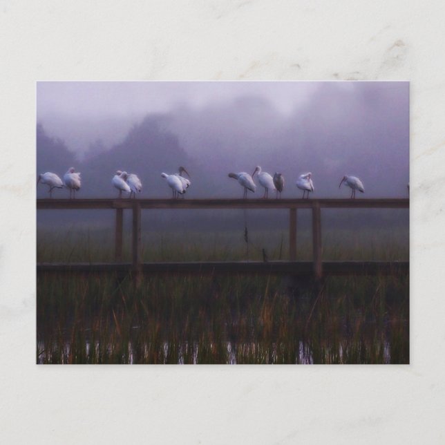 Tarjeta de correo de Pawleys Island Foggy Morning (Anverso)