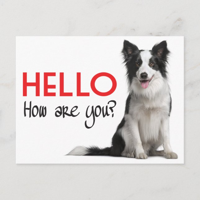 Tarjeta de correo de perro collie pippy (Anverso)