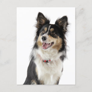 Tarjeta de correo de saludo del perro del collie d
