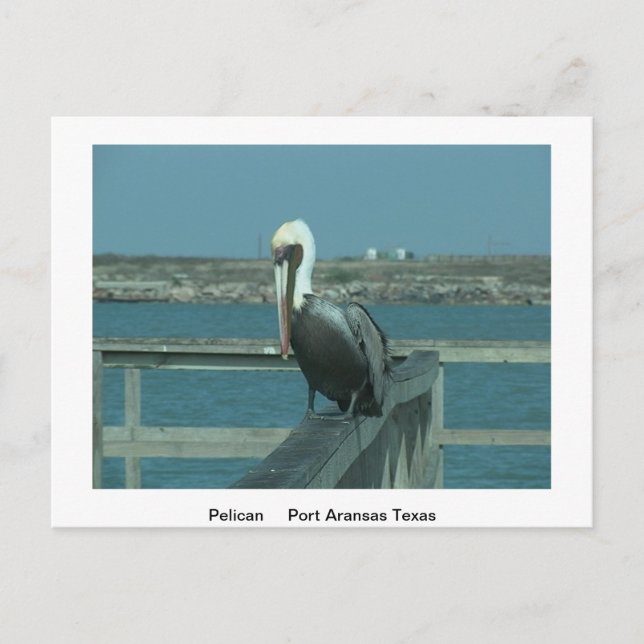 Tarjeta de correo de vida silvestre (Anverso)