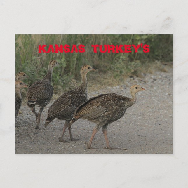 Tarjeta de correo Kansas Young Turkeys. (Anverso)