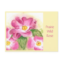 Tarjeta de correo Prairie Wild Rosa