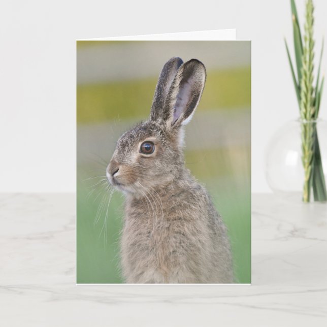 Tarjeta de cotland apalancada de liebre parda (Anverso)