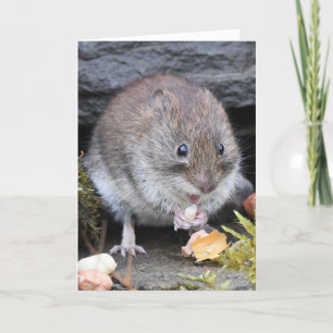 Tarjeta de cotland de vole bancario