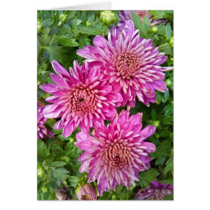 Tarjeta de crisantema rosa-púrpura con gotas de ll