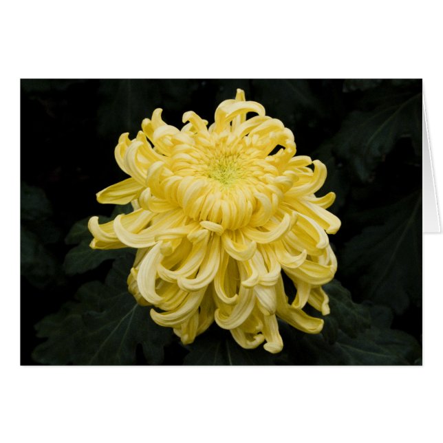 Tarjeta de crisantemo amarillo (Anverso (Horizontal))