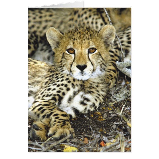 Tarjeta de Cub 2 del guepardo (Frente)