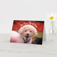 Tarjeta de cumpleaños barro-cara de caniche