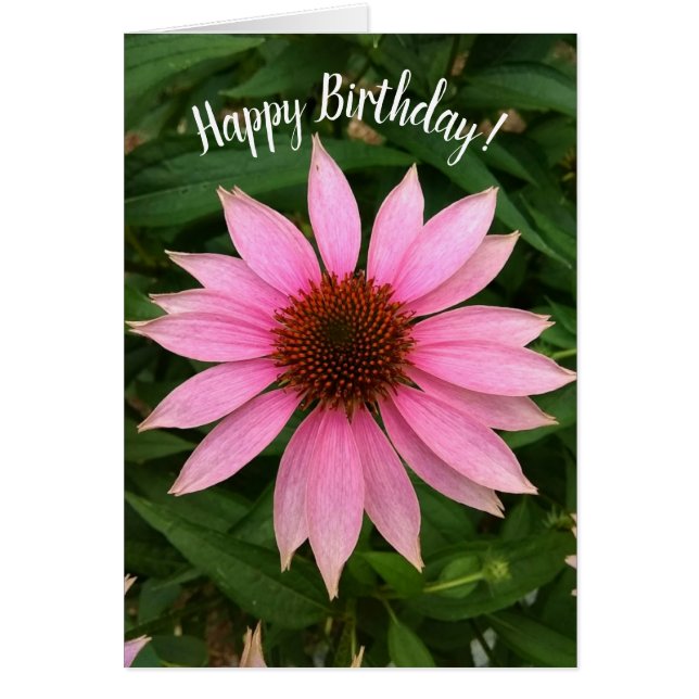 Tarjeta de cumpleaños Bright Purple Coneflower (Frente)