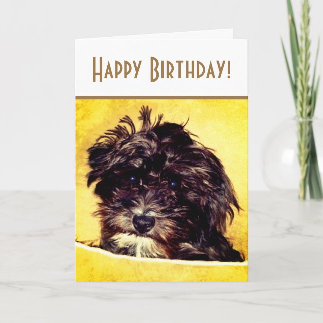 Tarjeta de cumpleaños brillante Schnoodle Dog (Anverso)