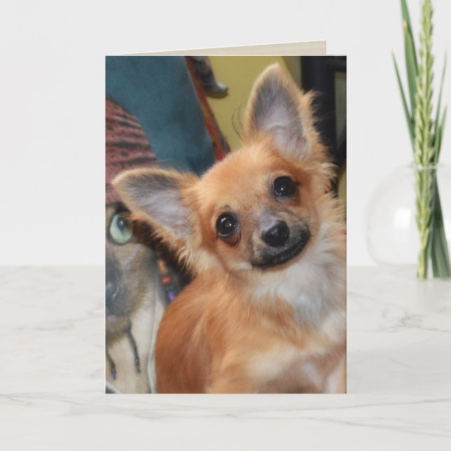 Tarjeta de cumpleaños | Chihuahua Puppy Chi Dylan (Anverso)