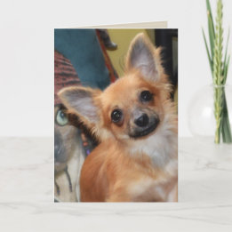 Tarjeta de cumpleaños | Chihuahua Puppy Chi Dylan