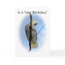 Tarjeta de cumpleaños Cockatoo Escudo de azufre