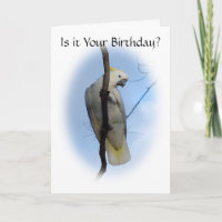 Tarjeta de cumpleaños Cockatoo Escudo de azufre