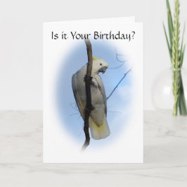 Tarjeta de cumpleaños Cockatoo Escudo de azufre