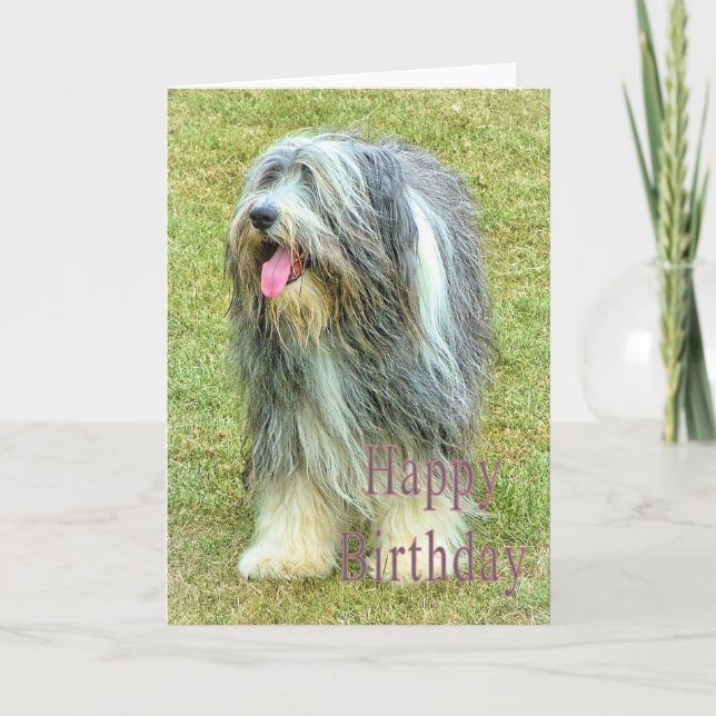 Tarjeta de cumpleaños Collie con barba (Anverso)