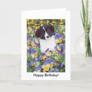 tarjeta de cumpleaños - Collie de borde y flores