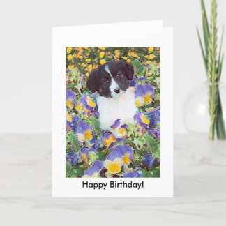 tarjeta de cumpleaños - Collie de borde y flores