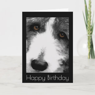 Tarjeta de cumpleaños Collie Eyes
