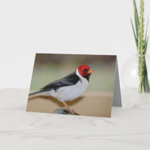 Tarjeta de cumpleaños con cardenal de la factura a
