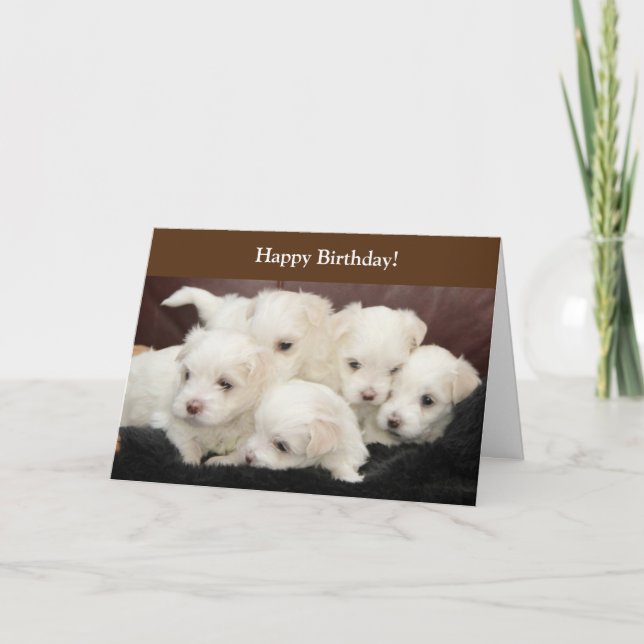 Tarjeta de cumpleaños con fotografía de cachorros  (Anverso)