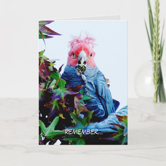 Tarjeta de cumpleaños con Gang Gang Cockatoo (ave) (Anverso)