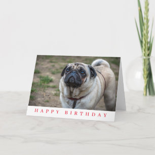 Tarjeta de cumpleaños con perro Pug de cerca