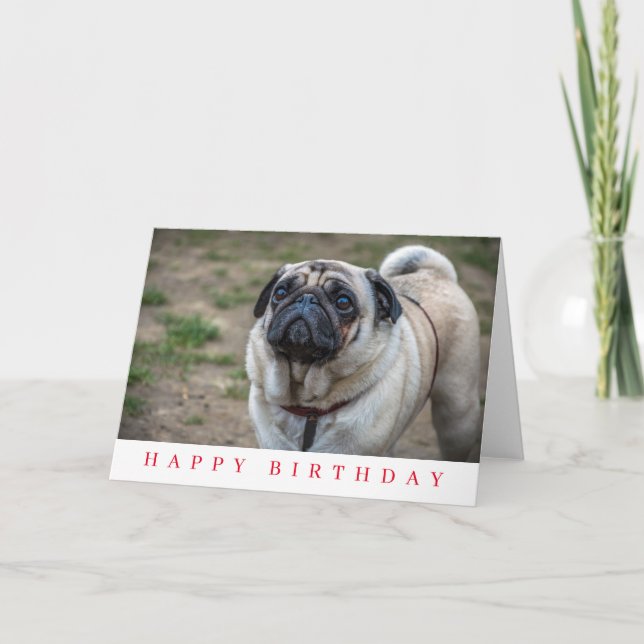 Tarjeta de cumpleaños con perro Pug de cerca (Anverso)