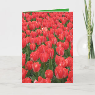 Tarjeta de cumpleaños con tulipanes