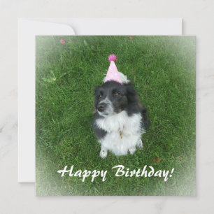 Tarjeta de cumpleaños con un perro collie fronteri